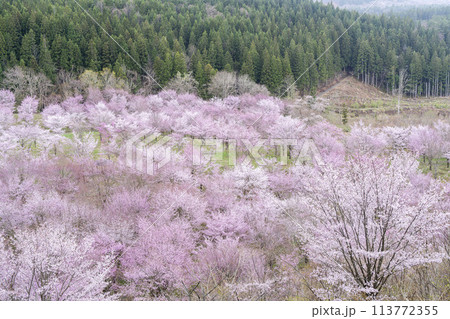 春の桜峠 満開のオオヤマザクラ 福島県北塩原村 春の桜峠 満開のオオヤマザクラ 福島県北塩原村 113772355