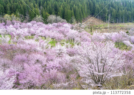 春の桜峠　満開のオオヤマザクラ　福島県北塩原村 113772358