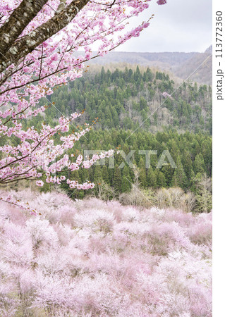 春の桜峠　満開のオオヤマザクラ　福島県北塩原村 113772360