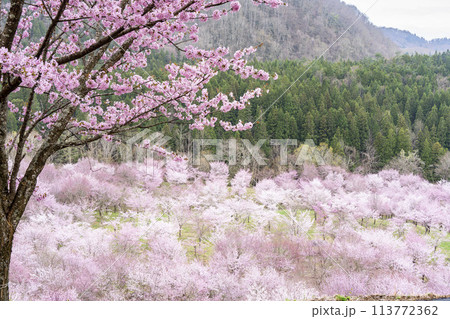 春の桜峠　満開のオオヤマザクラ　福島県北塩原村 113772362