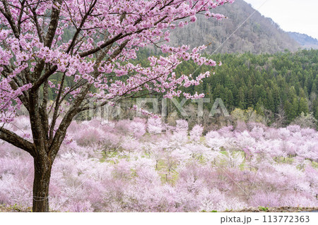 春の桜峠 満開のオオヤマザクラ 福島県北塩原村 春の桜峠 満開のオオヤマザクラ 福島県北塩原村 113772363