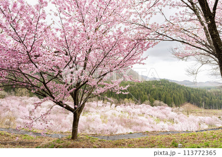 春の桜峠　満開のオオヤマザクラ　福島県北塩原村 113772365