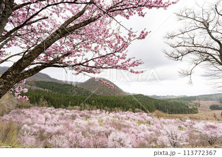 春の桜峠 満開のオオヤマザクラ 福島県北塩原村 春の桜峠 満開のオオヤマザクラ 福島県北塩原村 113772367
