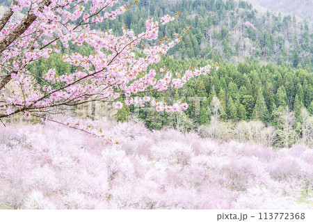 春の桜峠　満開のオオヤマザクラ　福島県北塩原村 113772368