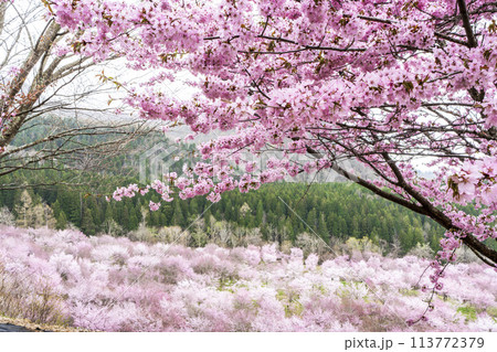 春の桜峠　満開のオオヤマザクラ　福島県北塩原村 113772379
