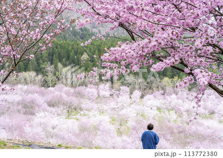 春の桜峠 満開のオオヤマザクラ 福島県北塩原村 春の桜峠 満開のオオヤマザクラ 福島県北塩原村 113772380