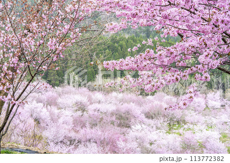 春の桜峠 満開のオオヤマザクラ 福島県北塩原村 春の桜峠 満開のオオヤマザクラ 福島県北塩原村 113772382