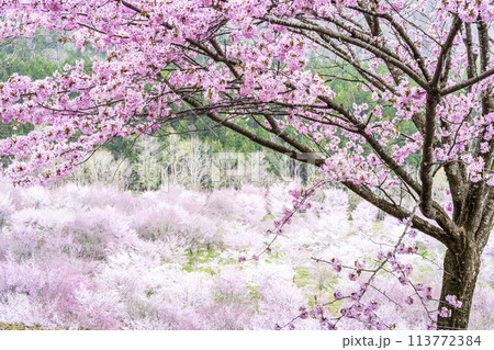 春の桜峠　満開のオオヤマザクラ　福島県北塩原村 113772384