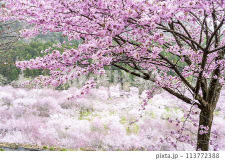 春の桜峠　満開のオオヤマザクラ　福島県北塩原村 113772388