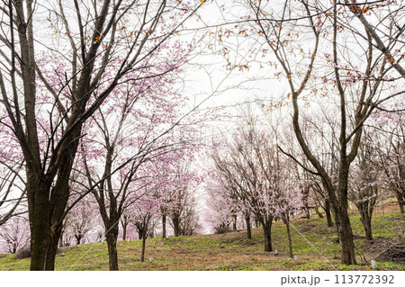 春の桜峠 満開のオオヤマザクラ 福島県北塩原村 春の桜峠 満開のオオヤマザクラ 福島県北塩原村 113772392