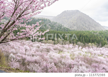 春の桜峠　満開のオオヤマザクラ　福島県北塩原村 113772393