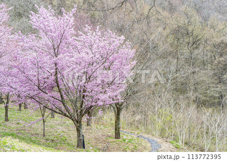 春の桜峠 満開のオオヤマザクラ 福島県北塩原村 春の桜峠 満開のオオヤマザクラ 福島県北塩原村 113772395