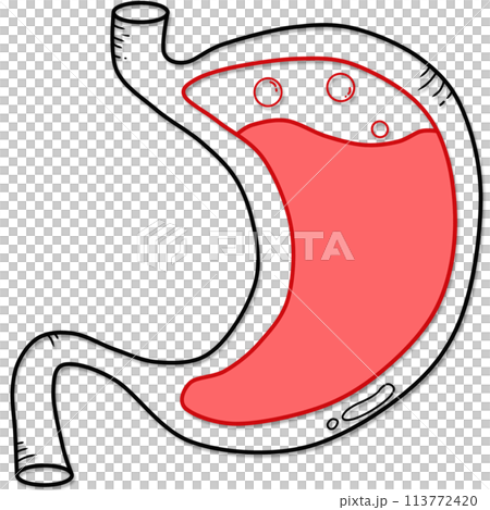 illustration of human stomach anatomy created by black and red line  113772420