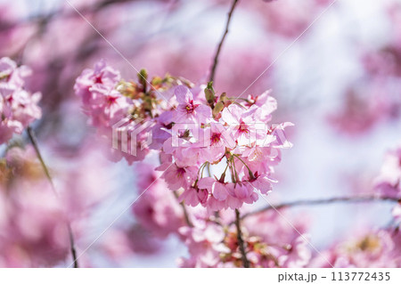 春の桜並木　満開の観音寺川沿いの桜　福島県猪苗代町 113772435