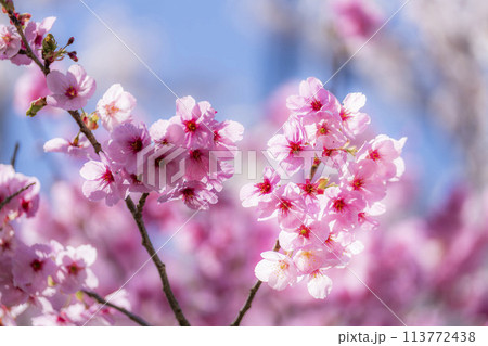 春の桜並木　満開の観音寺川沿いの桜　福島県猪苗代町 113772438