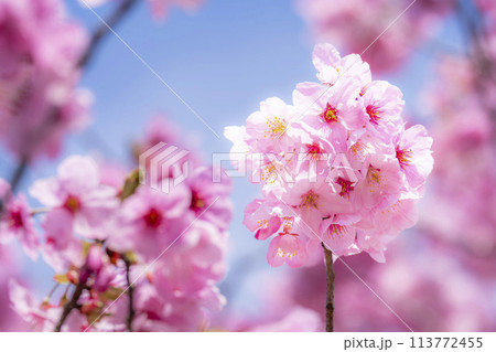 春の桜並木 満開の観音寺川沿いの桜 福島県猪苗代町 春の桜並木 満開の観音寺川沿いの桜 福島県猪苗代町 113772455