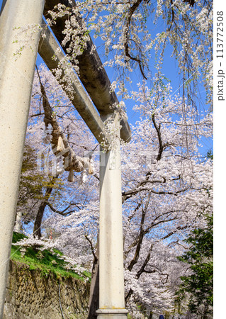 桜満開の春 烏帽子山八幡宮 石の大鳥居 山形県 桜満開の春 烏帽子山八幡宮 石の大鳥居 山形県 113772508