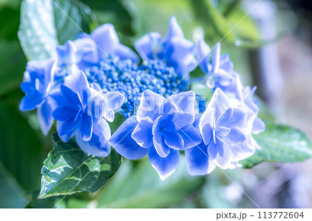 モーニング紫陽花~レイニーブルー モーニング紫陽花~レイニーブルー 113772604