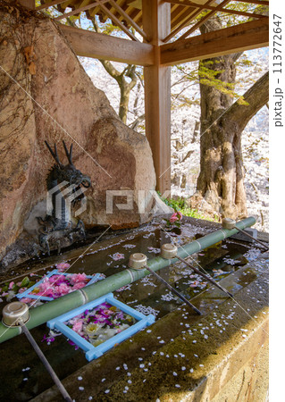 桜満開の春 烏帽子山八幡宮 手水舎 山形県 桜満開の春 烏帽子山八幡宮 手水舎 山形県 113772647