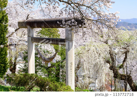 桜満開の春　烏帽子山八幡宮　石の大鳥居　山形県　　 113772718