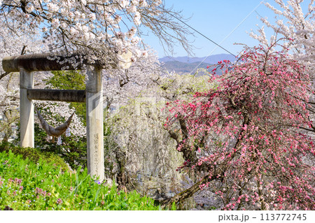 桜満開の春 烏帽子山八幡宮 石の大鳥居 山形県 桜満開の春 烏帽子山八幡宮 石の大鳥居 山形県 113772745