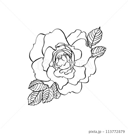 Wild rose flower with leaves. Vector hand drawn floral illustration of blooming rose hip in line art style. Sketch 113772879