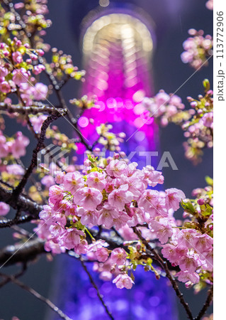 河津桜とスカイツリー夜景 113772906
