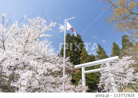 春の土津神社　白い鳥居と満開の桜　福島県猪苗代町 113772928