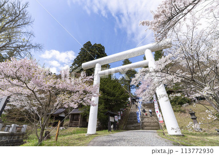 春の土津神社　白い鳥居と満開の桜　福島県猪苗代町 113772930