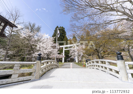 春の土津神社　白い鳥居と満開の桜　福島県猪苗代町 113772932