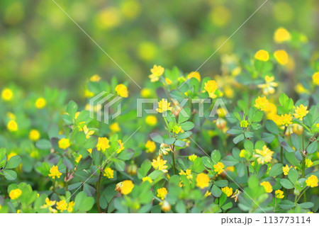 かわいい米粒詰草(コメツブツメクサ) かわいい米粒詰草(コメツブツメクサ) 113773114