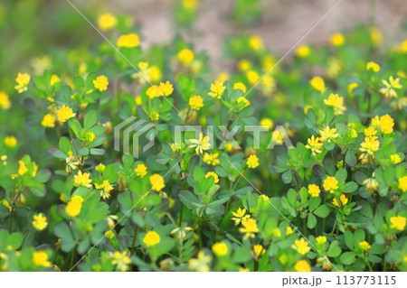 かわいい米粒詰草（コメツブツメクサ） 113773115