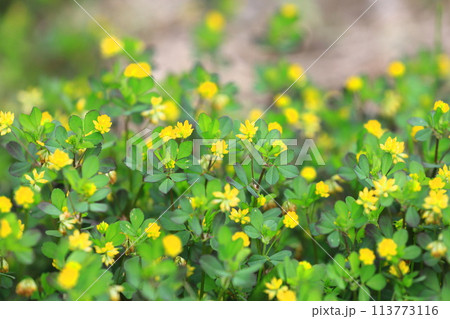 かわいい米粒詰草(コメツブツメクサ) かわいい米粒詰草(コメツブツメクサ) 113773116