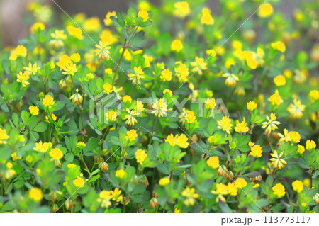 かわいい米粒詰草(コメツブツメクサ) かわいい米粒詰草(コメツブツメクサ) 113773117