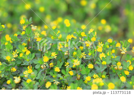 かわいい米粒詰草(コメツブツメクサ) かわいい米粒詰草(コメツブツメクサ) 113773118