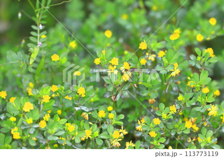 かわいい米粒詰草（コメツブツメクサ） 113773119