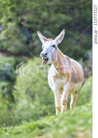 A nurse donkey in the pasture 113773127