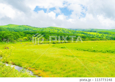 【夏素材】天空の湿原・夏の八島ヶ原湿原【長野県】 113773148