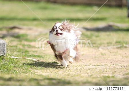 勢いよく走るチワワの様子 113773154