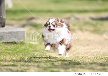 勢いよく走るチワワの様子 勢いよく走るチワワの様子 113773156