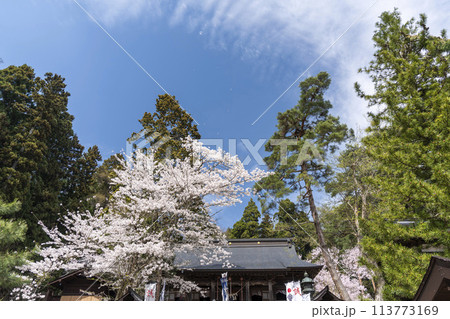 春の土津神社 満開の桜とシャボン玉 福島県猪苗代町 春の土津神社 満開の桜とシャボン玉 福島県猪苗代町 113773169
