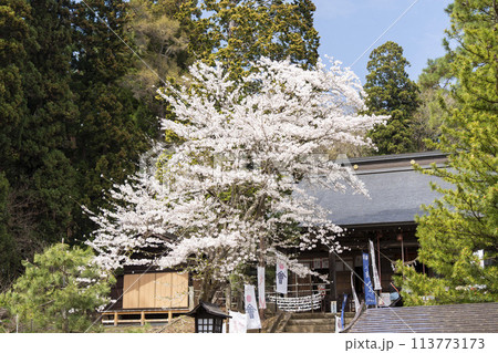 春の土津神社 満開の桜とシャボン玉 福島県猪苗代町 春の土津神社 満開の桜とシャボン玉 福島県猪苗代町 113773173