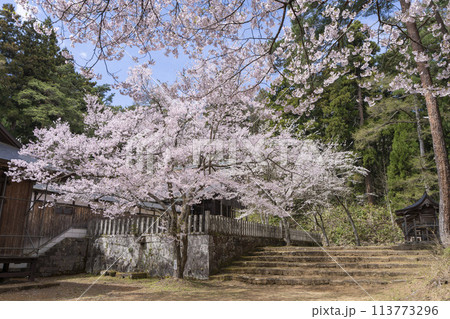 春の土津神社 拝殿と満開の桜 福島県猪苗代町 春の土津神社 拝殿と満開の桜 福島県猪苗代町 113773296