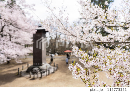 春の土津神社 境内の満開の桜 福島県猪苗代町 春の土津神社 境内の満開の桜 福島県猪苗代町 113773331