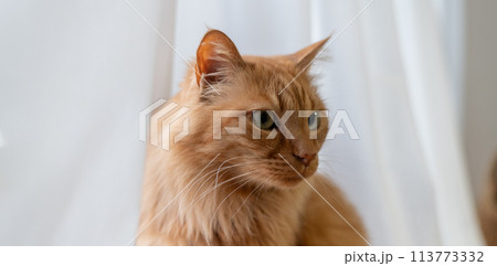 窓辺の猫　茶トラ猫 113773332