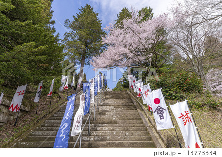 春の土津神社　会津藩の旗と石段の桜　福島県猪苗代町 113773334