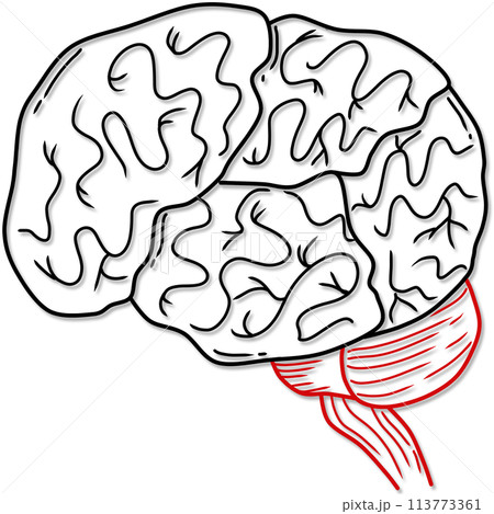 illustration of human brain anatomy created by black and red line 113773361