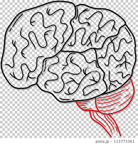 illustration of human brain anatomy created by black and red line 113773361