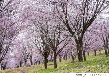 春の桜峠　満開のオオヤマザクラ　福島県北塩原村 113773365