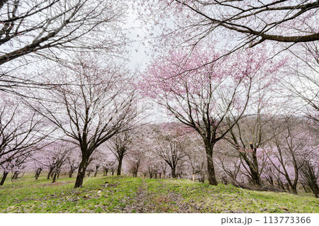 春の桜峠 満開のオオヤマザクラ 福島県北塩原村 春の桜峠 満開のオオヤマザクラ 福島県北塩原村 113773366